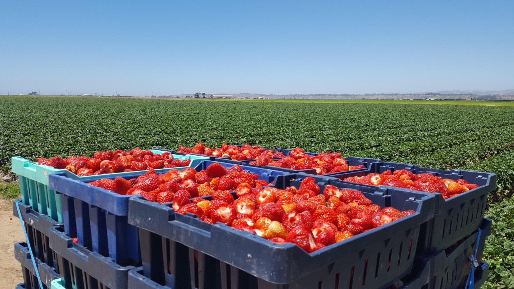 From Safety and Compliance to Harvest season